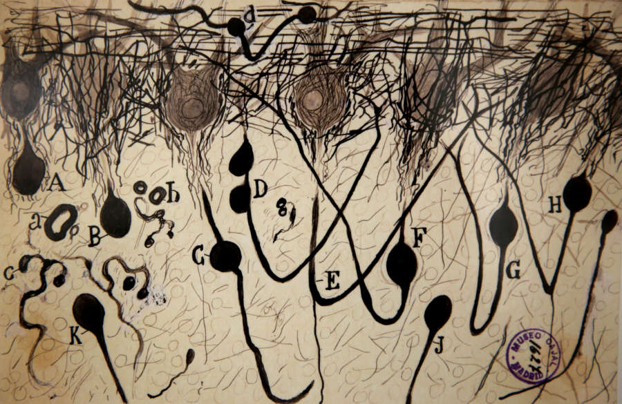 El Museo de Ciencias Universidad de Navarra expone una muestra de dibujos del Nobel de Medicina, Ramón y Cajal