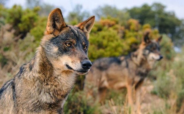Los lobos son más prosociales que los perros de jauría, según un estudio