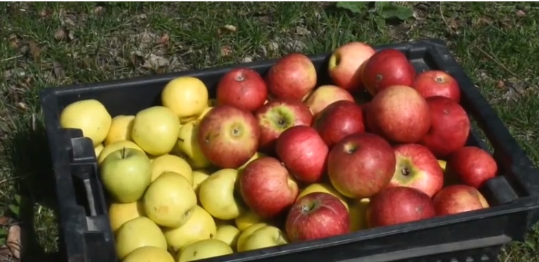 La primera manzana del mundo nació en Kazajistán