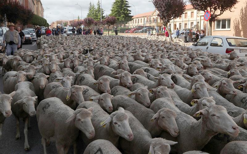 Soria revive su legado trashumante, un oficio condenado a la desaparición