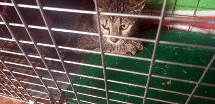 Aprobado derribo del convento Javerianos tras recoger los gatos del interior