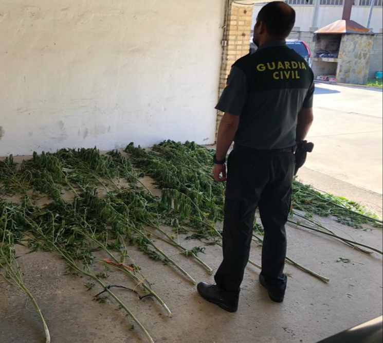 La Guardia Civil de Navarra incauta en Peralta 25 plantas  de marihuana
