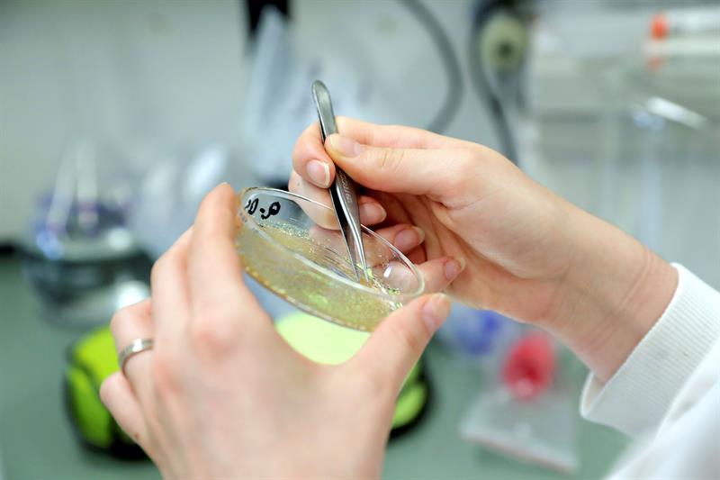 Nueva vacuna contra la tuberculosis induce respuestas inmunes duraderas