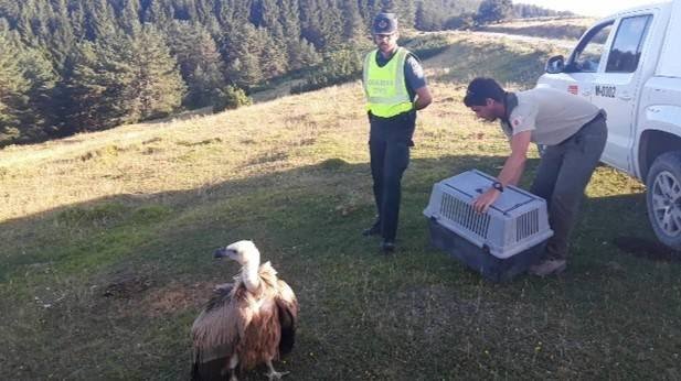 Rescatada una cría de buitre en la carretera NA-140 (Isaba-Ustarroz)