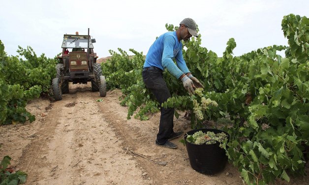 La cosecha del Rioja de 2019 apunta a ser muy buena en calidad