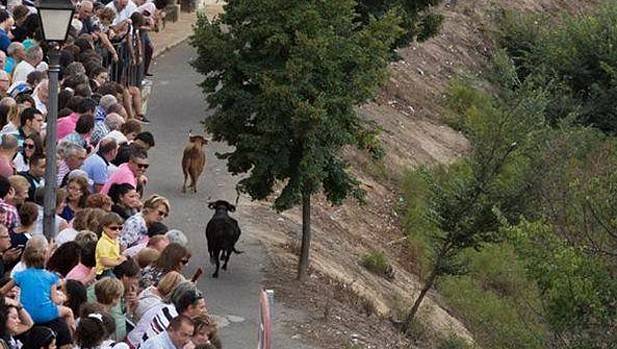 La traída de vacas de Cintruénigo, entre las mejores celebraciones locales