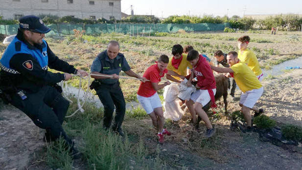 Capturada una vaquilla escapada en un festejo taurino en Valtierra