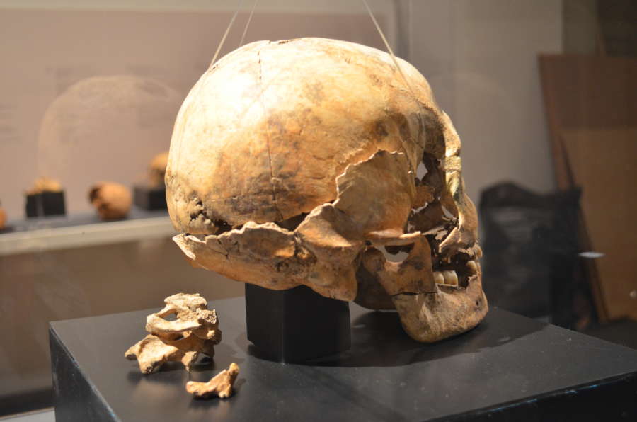 Restos óseos desde la Prehistoria al sigo XIX en una muestra en Museo Navarra