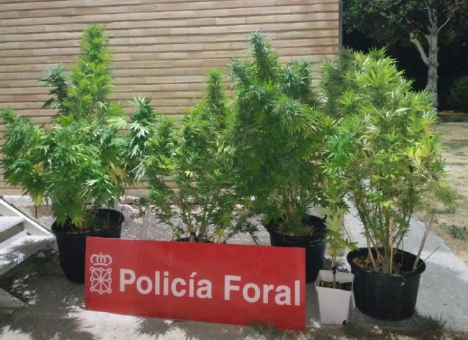 Sancionado un vecino de la Merindad de Sangüesa por plantación de marihuana