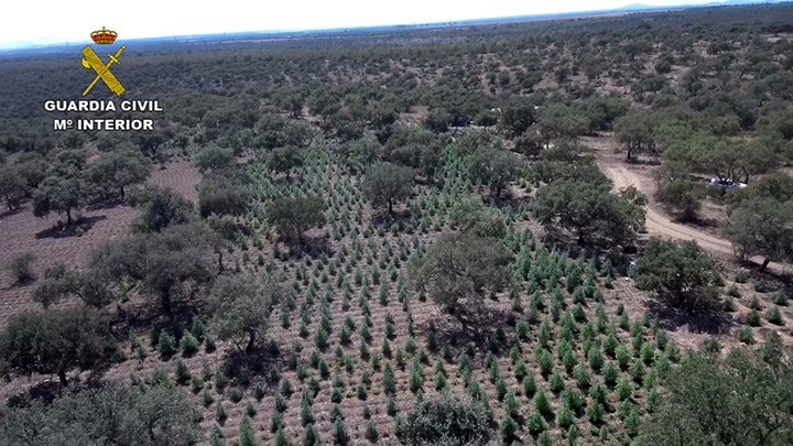 La Guardia Civil desmantela en Alcuéscar (Cáceres) la mayor plantación de marihuana de Extremadura
