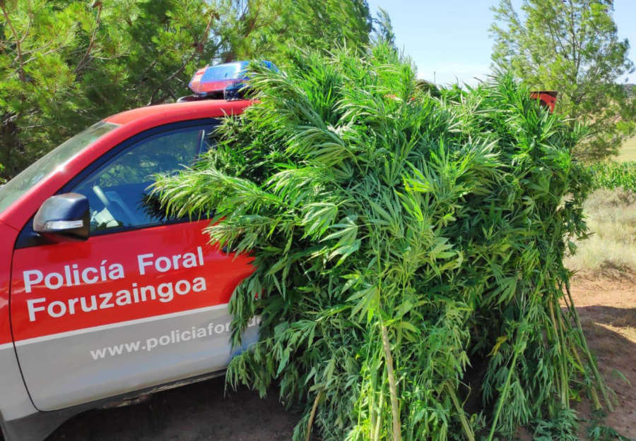 La Policía Foral incauta 62 plantas de marihuana en la Zona Media de Navarra