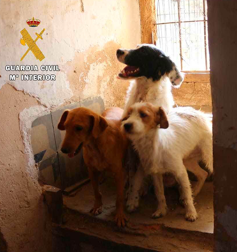 Dos personas investigadas por abandono animal al tener en mal estado 3 perros