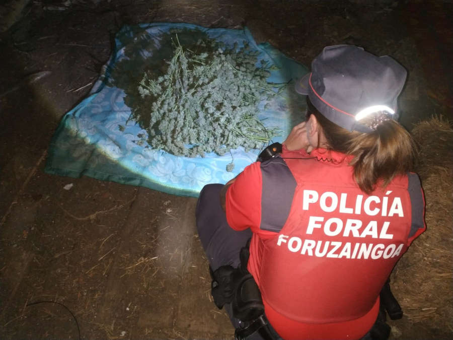La Policía Foral incauta 63 plantas de marihuana y localiza un secadero en Alsasua
