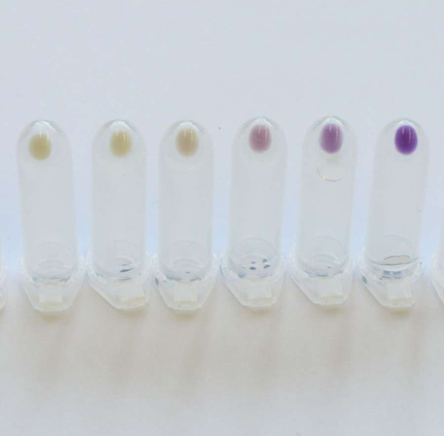 Modifican bacterias para convertirlas en biosensores que detectan dos contaminantes ambientales
