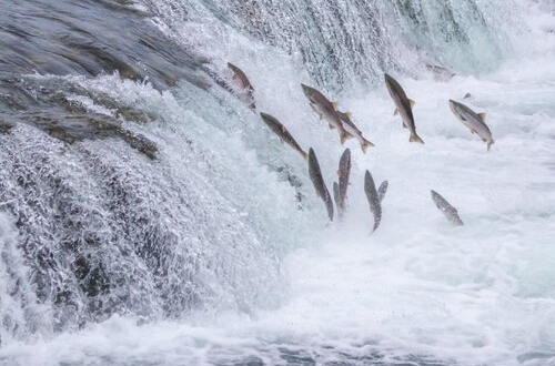 El salmón atlántico remonta el Bidasoa hasta Elizondo