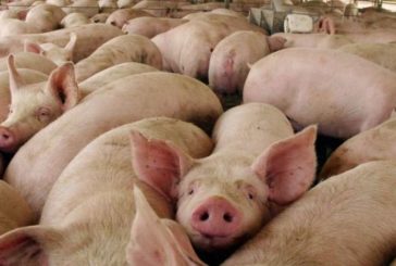 Seis granjas navarras logran el oro en los premios Porc D'Or 2019