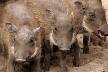 Un cazador herido de pronóstico reservado al ser atacado por un jabalí
