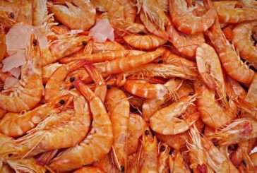 Sanidad recomienda no chupar las cabezas de gamba por presencia de cadmio