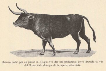 DE ORTEGAS Y BRAVOS