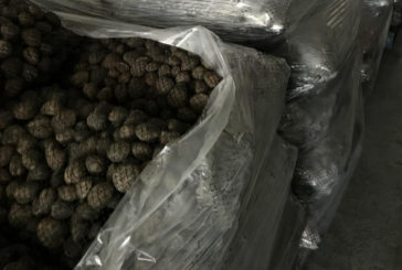 La Policía Nacional inmoviliza más de 25.000 kilos de almejas japónicas ilegales destinadas al consumo humano