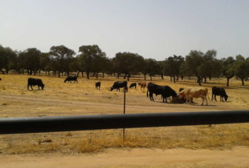Aprobado el pago de las ayudas de Desarrollo Rural al ganado de lidia