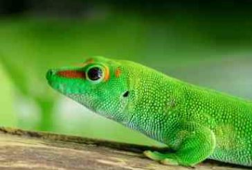 Consejos en el cuidado de animales exóticos