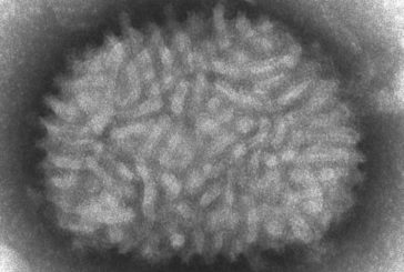 Investigadores del CSIC ensayarán con animales una posible vacuna contra el coronavirus