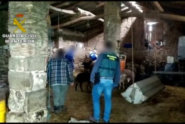 La Guardia Civil recupera en Navarra 67 animales robados a ganaderos de La Rioja y Álava