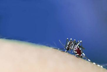 El mosquito tigre duplica su presencia  y se expande por toda España este verano