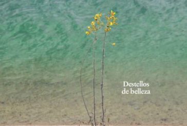 51ª edición de la Semana de Música Antigua de Estella se desarrollará en septiembre