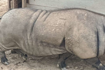 Denunciado un vecino de Andosilla por comercializar con un cerdo vietnamita