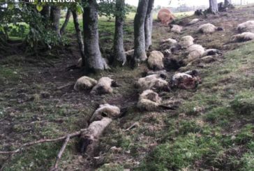 28 ovejas muertas por un rayo ayer en Sorogáin