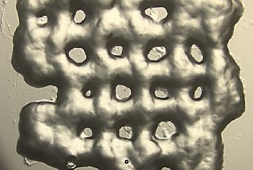 Desarrollan hidrogeles que permiten cultivar células T para utilizarlas en inmunoterapia contra el cáncer