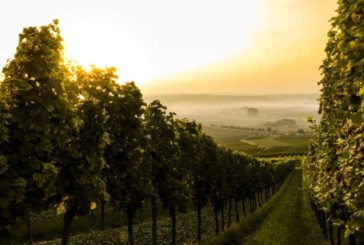 Guía definitiva de la región vinícola de Navarra