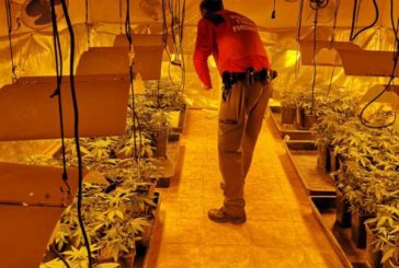 Detenido por cultivo de marihuana y defraudación eléctrica