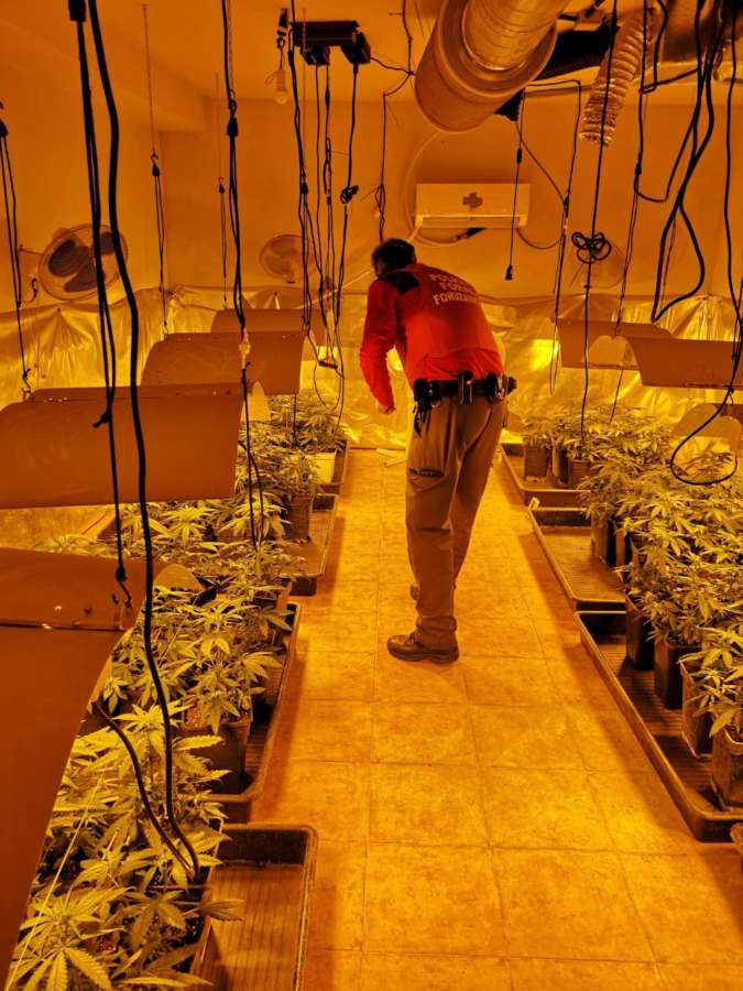 Detenido por cultivo de marihuana y defraudación eléctrica