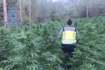 La Policía Nacional detiene a 3.695 personas y desmantela más de 800 plantaciones de marihuana desde agosto de 2019