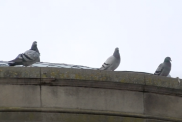 El Ayuntamiento de Pamplona inicia un control de la población de palomas de la ciudad