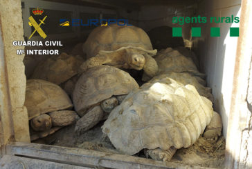 Desarticulan dos bandas criminales que traficaban con especies protegidas