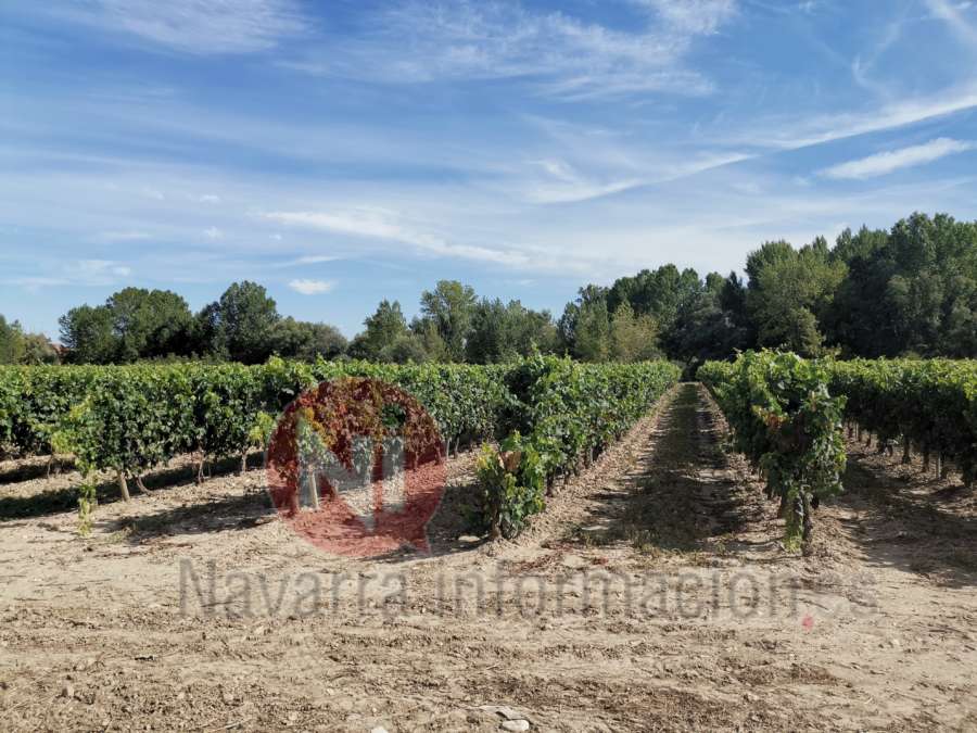 Navarra consolida su Ruta del Vino con el reconocimiento nacional a su apuesta por el enoturismo