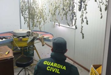 La Guardia Civil localiza una plantación de marihuana en la merindad de Estella