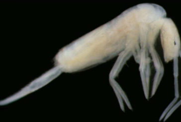 Descubierta en las Cuevas de Altamira una nueva especie de colémbolo