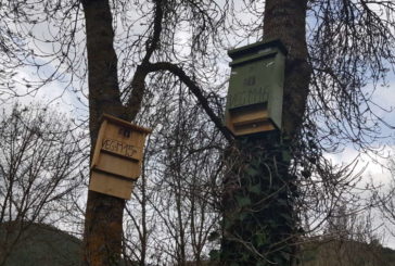 Instaladas en Navarra 188 cajas para murciélagos y aves insectívoras contra la polilla del boj