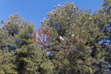 Medio Ambiente constata un aumento de la incidencia de procesionaria del pino