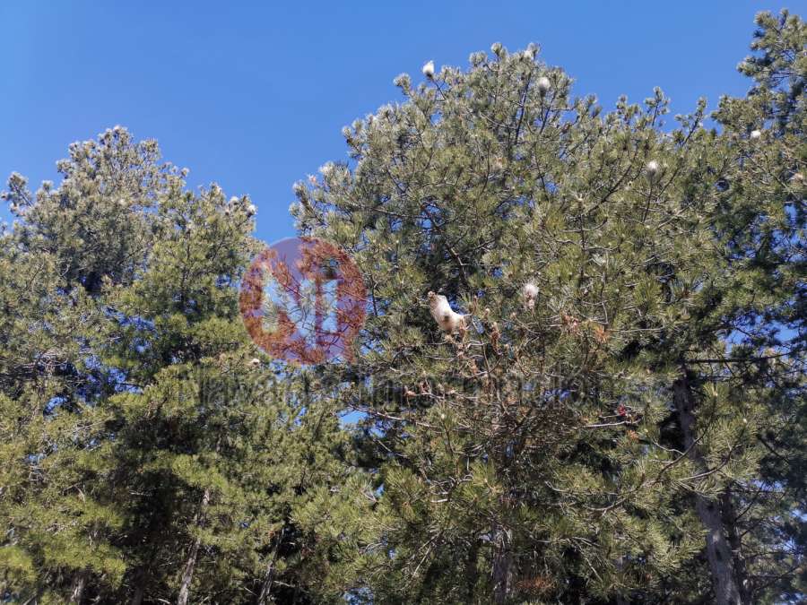 Medio Ambiente constata un aumento de la incidencia de procesionaria del pino