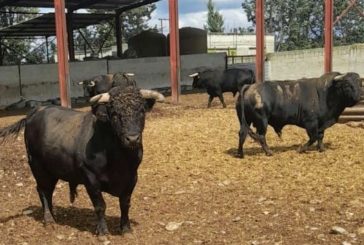 Toros para los Hermoso de Mendoza en Larraga (Navarra)