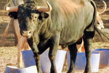 Reseña de toros para la corrida de Tafalla (Navarra)