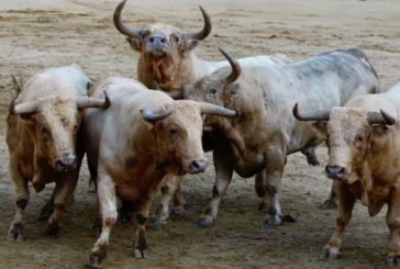 Tafalla va a tener este mes corrida, novillada y encierros