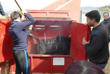 Herradero en la finca de Pablo Hermosos de Mendoza