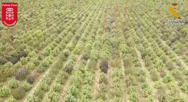 Desmantelado en Navarra el mayor cultivo de marihuana de Europa